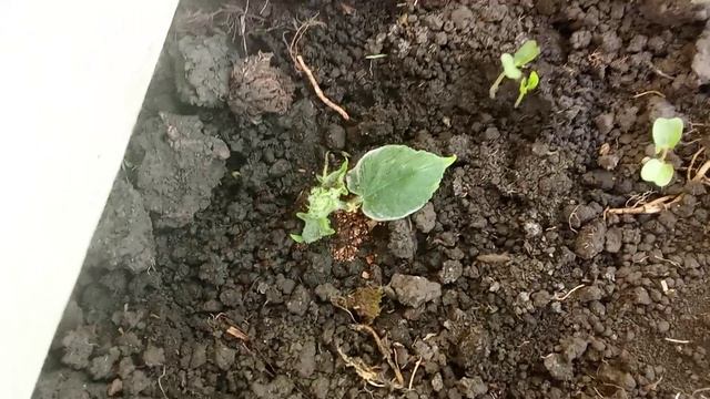 черенкую огурцы 24.04.26