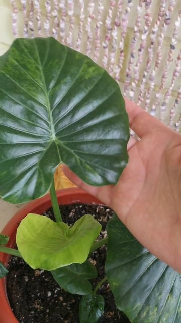 YouCut_20260424_153709958.mp4