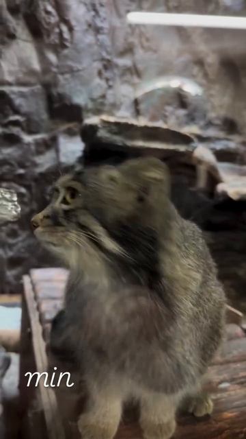 Автор видео: minahy29