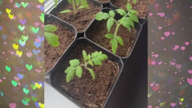 Рассада Томатов Перцы Баклажаны Апрель