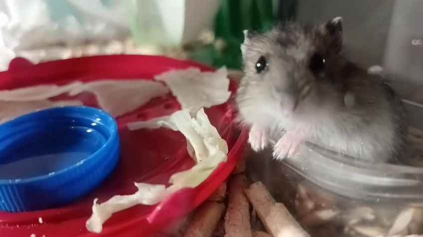 Забавные хомяки