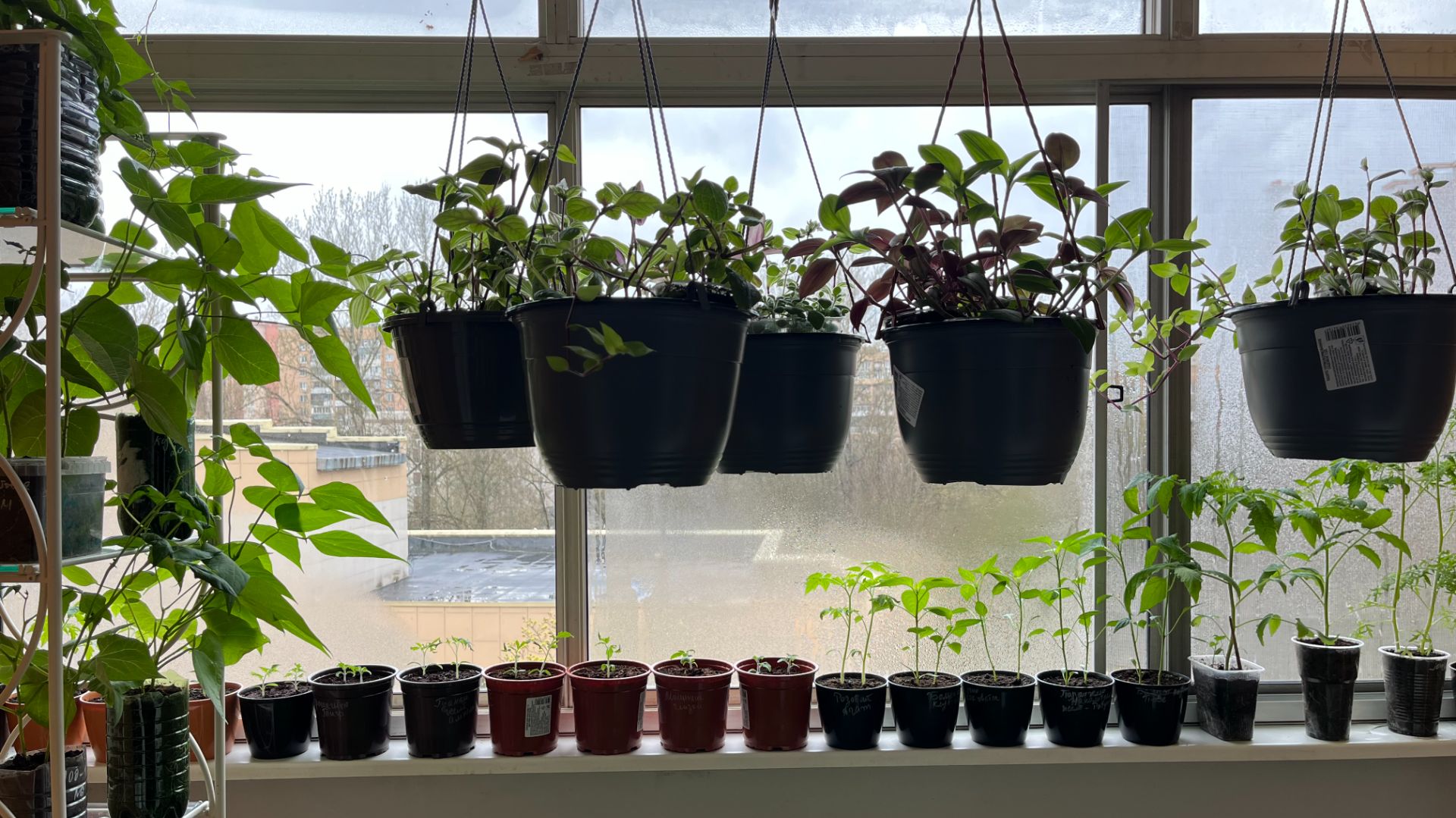 Что делаю с рассадой до высадки, подкормка, полив, обзор рассады на конец Апреля