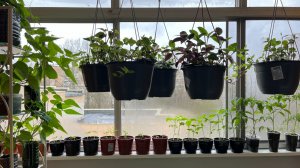 Что делаю с рассадой до высадки, подкормка, полив, обзор рассады на конец Апреля