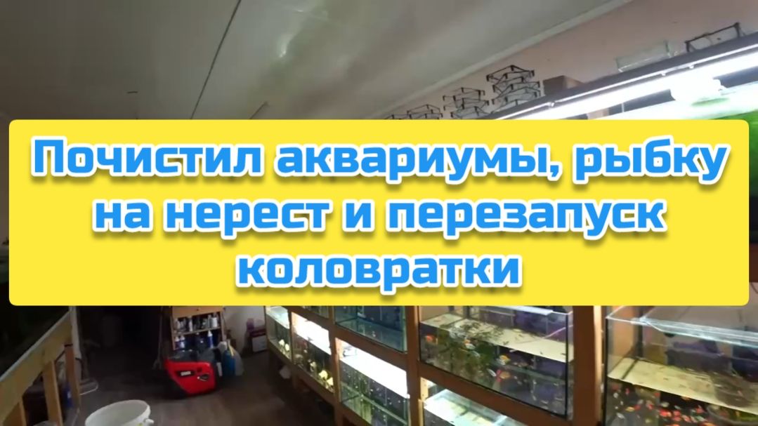 Почистил аквариумы, рыбку на нерест и перезапуск коловратки