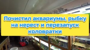 Почистил аквариумы, рыбку на нерест и перезапуск коловратки