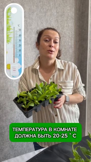 Ваша петуния крутит лист? Тогда срочно смотрите это видео!