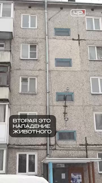 В Татарстане вступили в силу новые правила обращения с бездомными животными