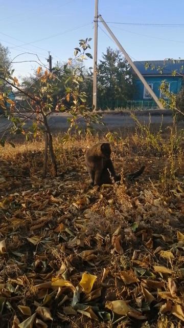 VID_20240923_173130.mp4