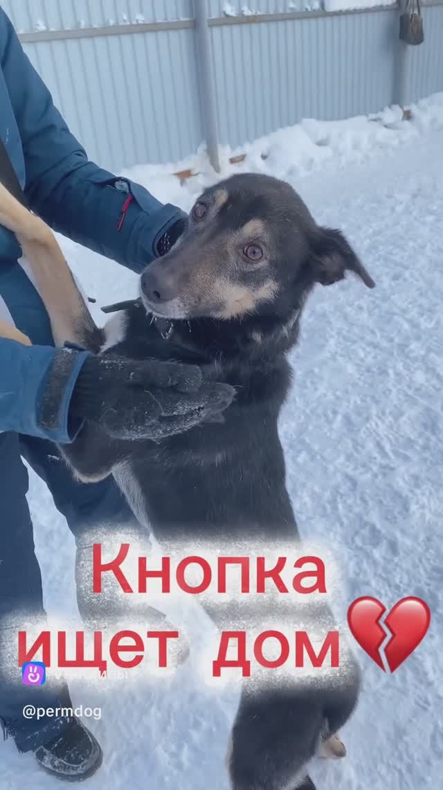 Если вы хотите, чтобы дома вас всегда ждал кто-то безумно позитивный приглядитесь к КНОПКЕ!💖