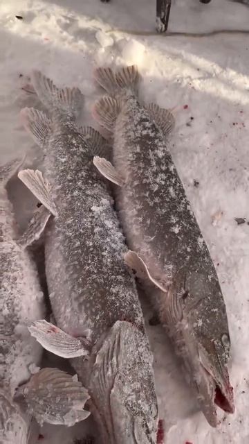 Видео от За Трофеем: Охота и Рыбалка