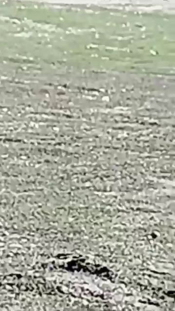 Хвалынь! Степные сурки людей не боятся! Почему?..