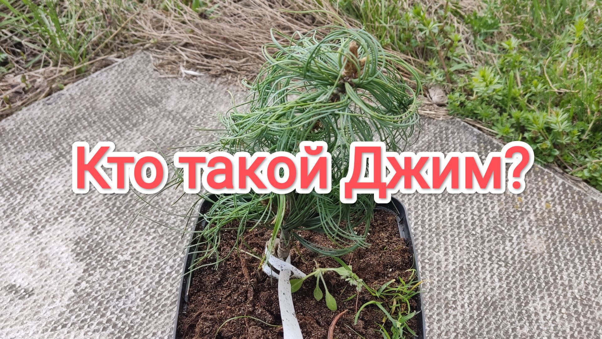 Кто такой Джим?
