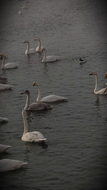Nоль Три - Перышками в небо