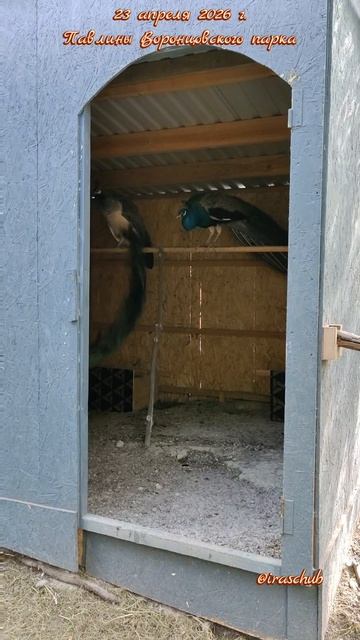 23 апреля 2026 г. Алупка. Воронцовский парк. У павлинов тоже бурная жизнь #ялта #ялта2026 #алупка