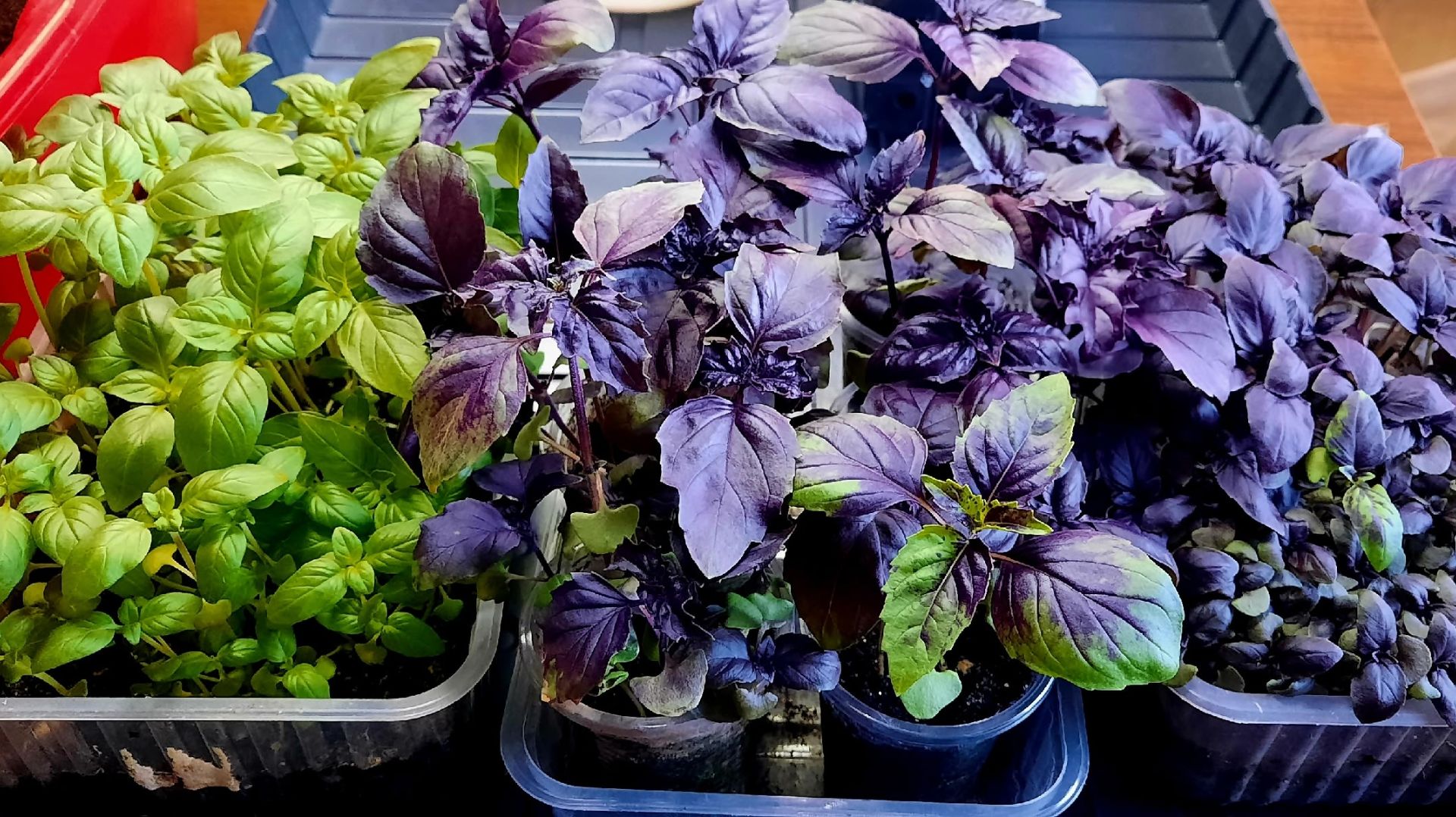 БУКЕТНЫЙ СПОСОБ ПИКИРОВКИ БАЗИЛИКА!!