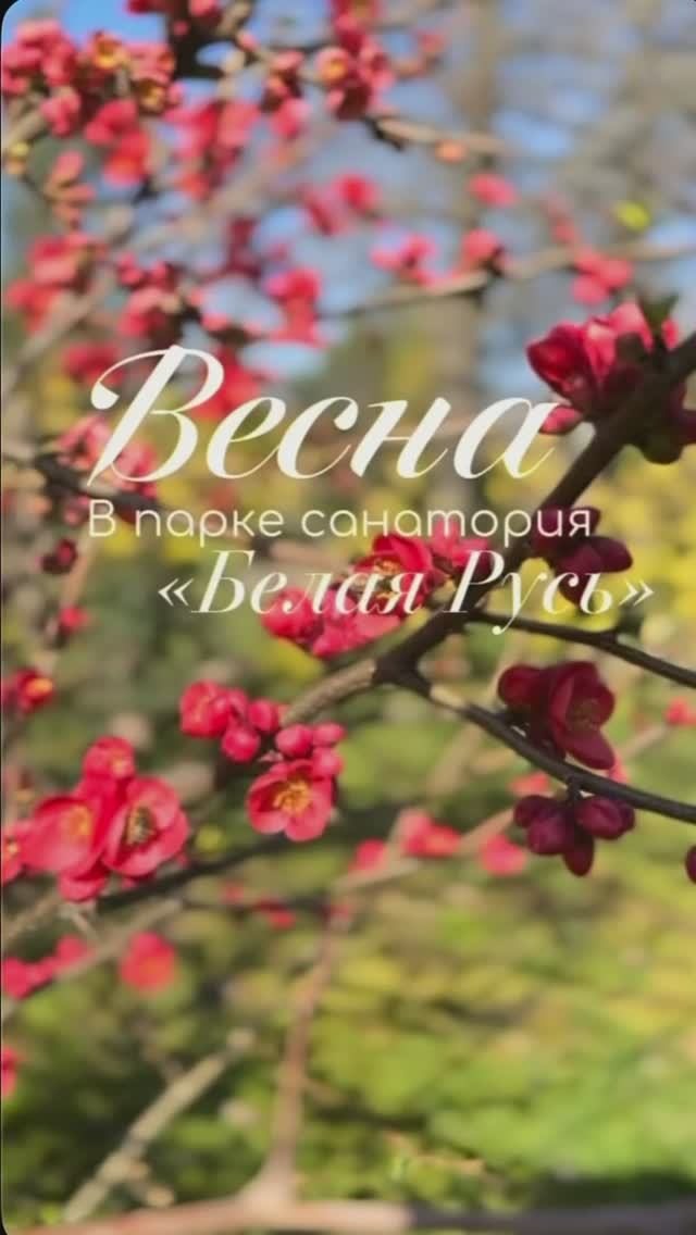 Детский лагерь Spa&Camp в Туапсе. Весна