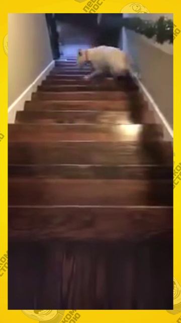 собака десантника - заходи в вк --﹥ https://vk.com/peshkom_postoyu_smile_vk