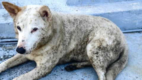 Туапсе 22.04.2026 трагедия с питомцами.