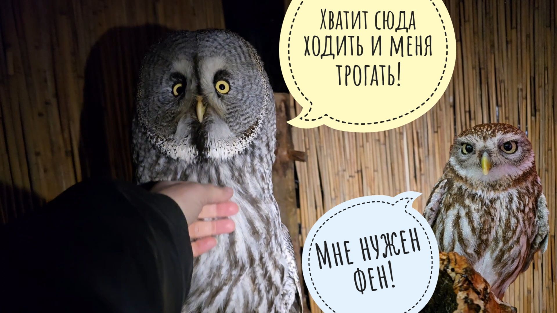 Как дела у совы Кофи? Сыча Лучика намочили к филину Ёлке заглянули Пса Кубика от голода спасли