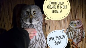 Как дела у совы Кофи? Сыча Лучика намочили, к филину Ёлке заглянули, Пса Кубика от голода спасли