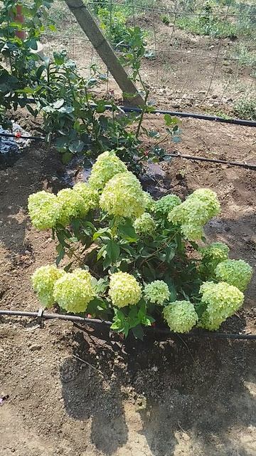 Метельчатая гортензия Литл Лайм.