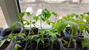 24-04-26. Моя рассада.