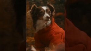 Нам в жизни паузы даются