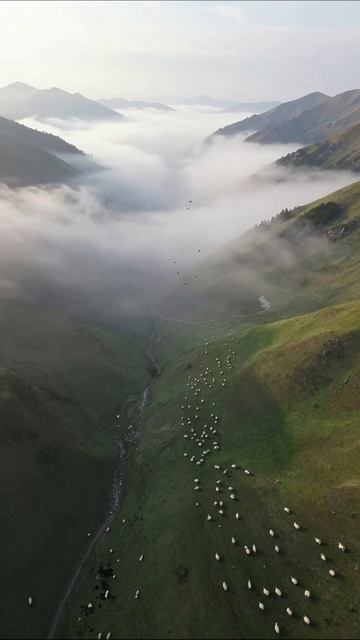 Пейзаж гор и овец в тумане природа горы животные