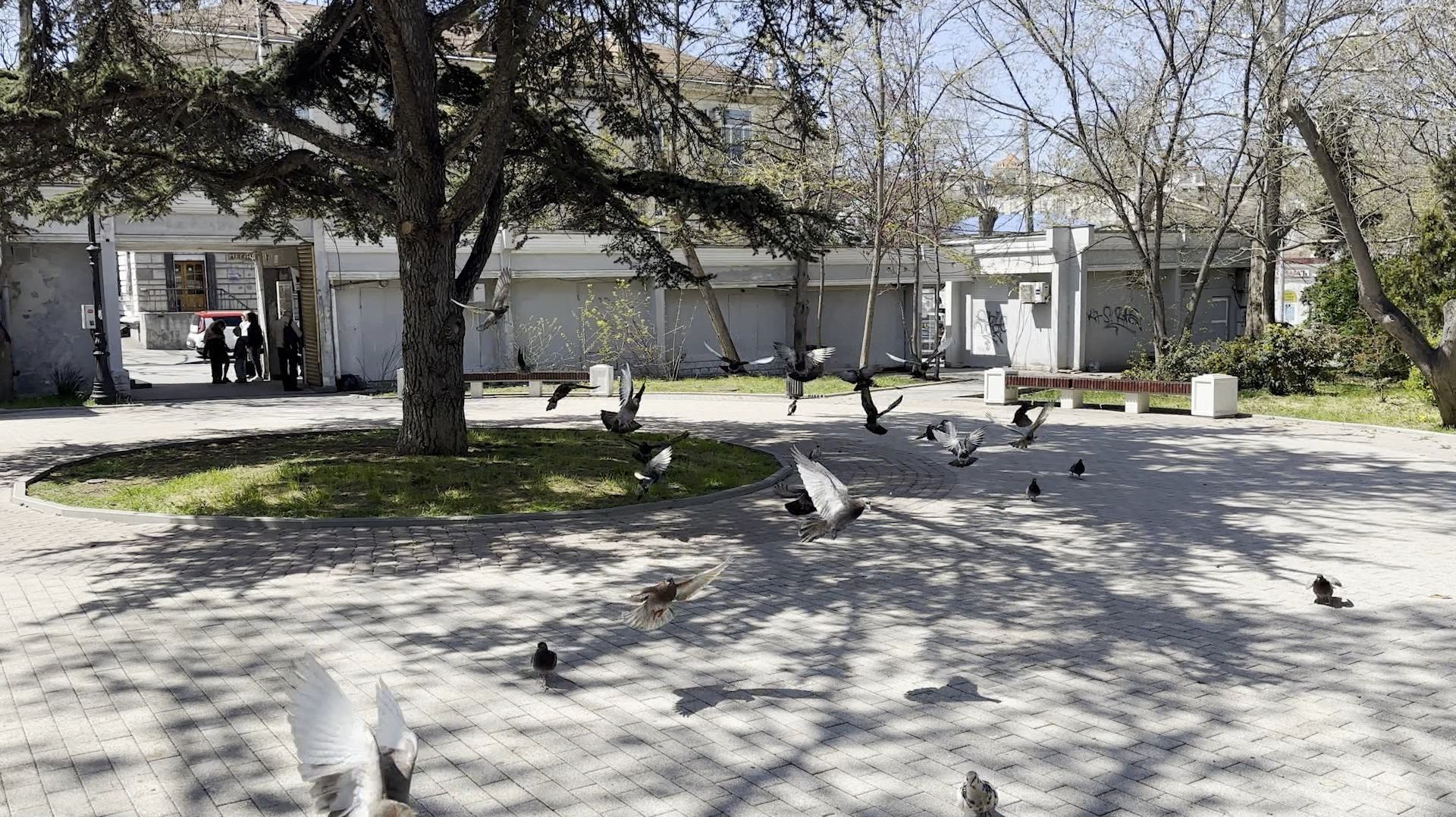 Кормление голубей в Севастополе: безобидная привычка или угроза городу