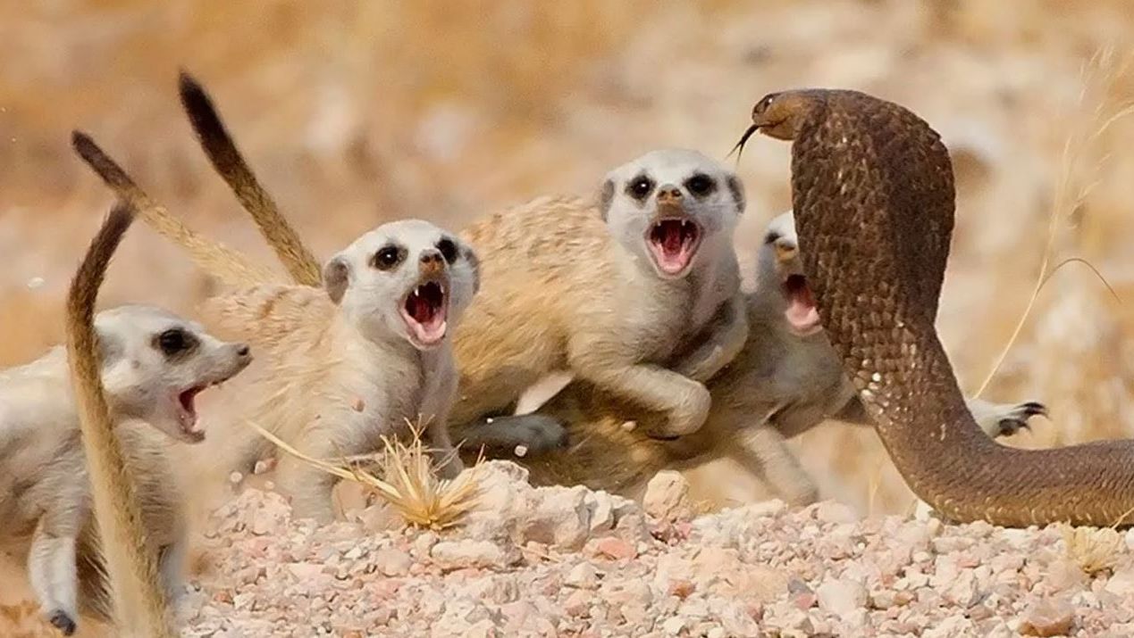 🩸 Маленькие убийцы: Матриарх, которая ест чужих детей | Шокирующая правда о сурикатах