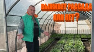 Вынесли рассаду в парник на свой страх и риск. Наша ЖИЗНЬ В ДЕРЕВНЕ