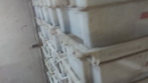 КАК БЫСТРО РАСТЁТ ДЕНДРОБЕНА.