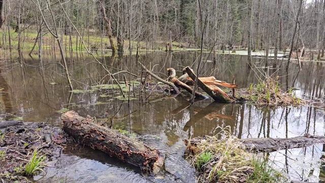 Разведка поляны 20260424