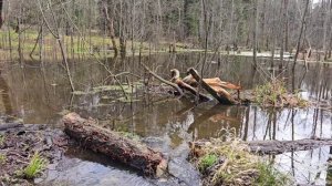 Разведка поляны 20260424