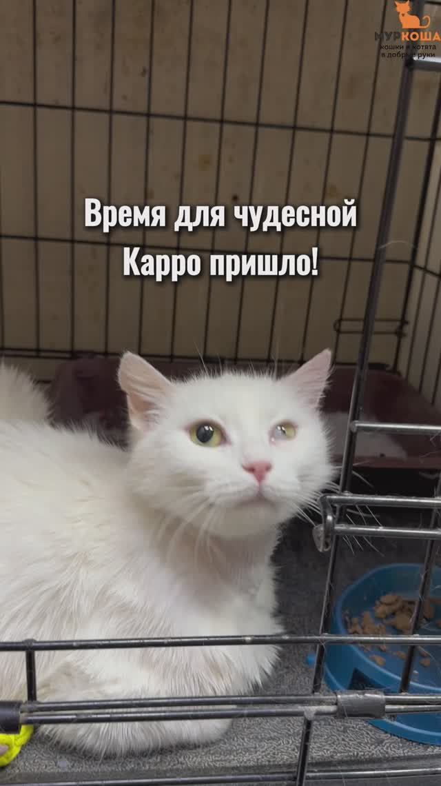Карро ждёт вас в приюте #Муркоша