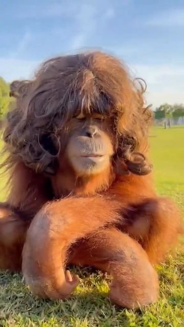 Обезьяна орангутанг сидит с накрученными длинными волосами  мем мемы приколы прикол