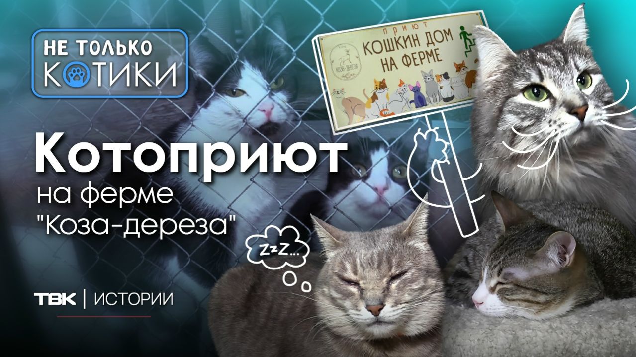 Обитатели котоприюта на ферме «Коза-дереза» / «Не только котики»