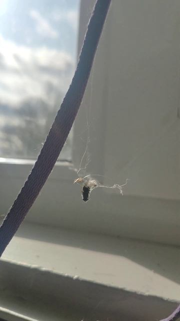 Танцующий паук