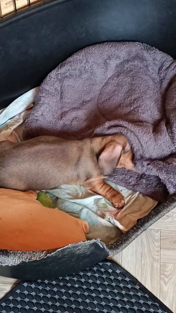 Я Такса Добрыня.