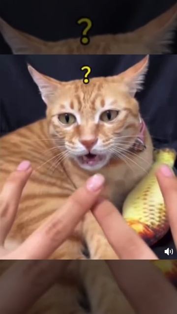 котик не понял 