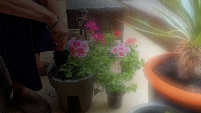 Жизнь в Болгарии. Не удержался...