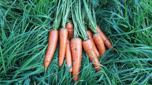 2384. ВПЛ,посев моркови (14.04.20)