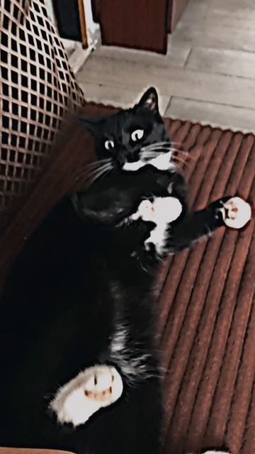 Кошка кусака