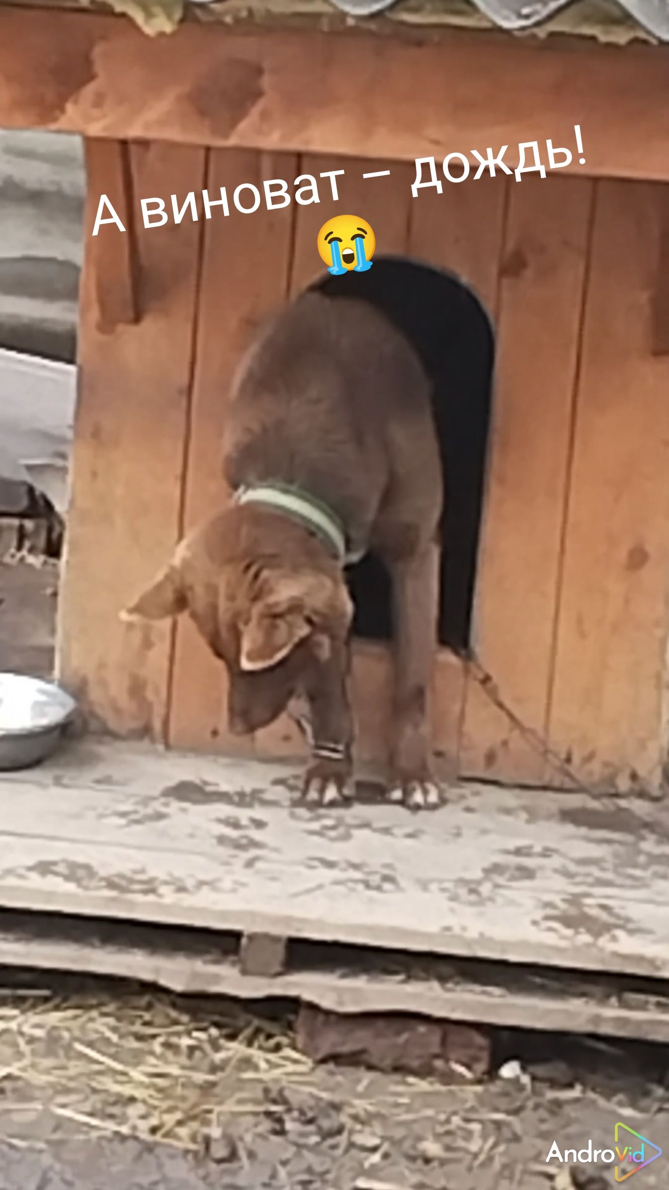 Мишка. Весенний дождь! 😂24-04-2026