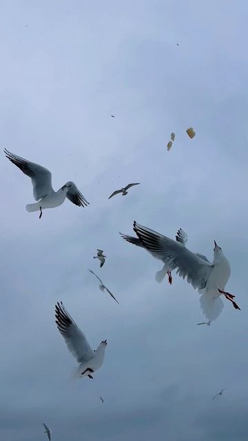 Море и чайки