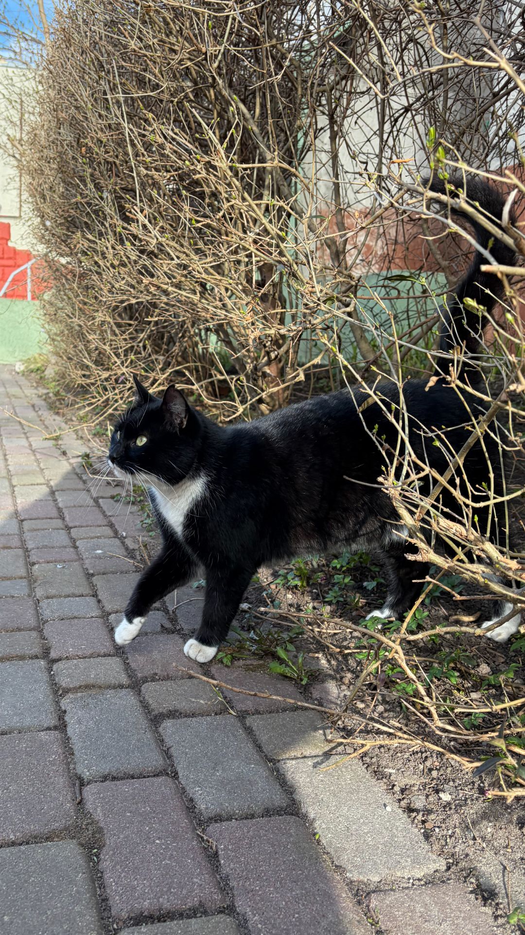 🐾 Мадам Калининград 2026. Часть 1