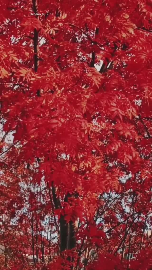 Сахалинские зарисовки. 4 часть.mp4