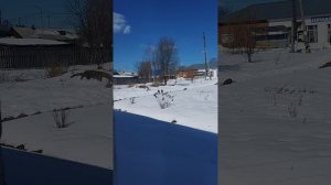 Про кота и про автобус