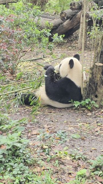 Панда.Парк. Ченду. Китай