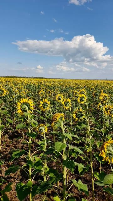 горы лето мотоцикл